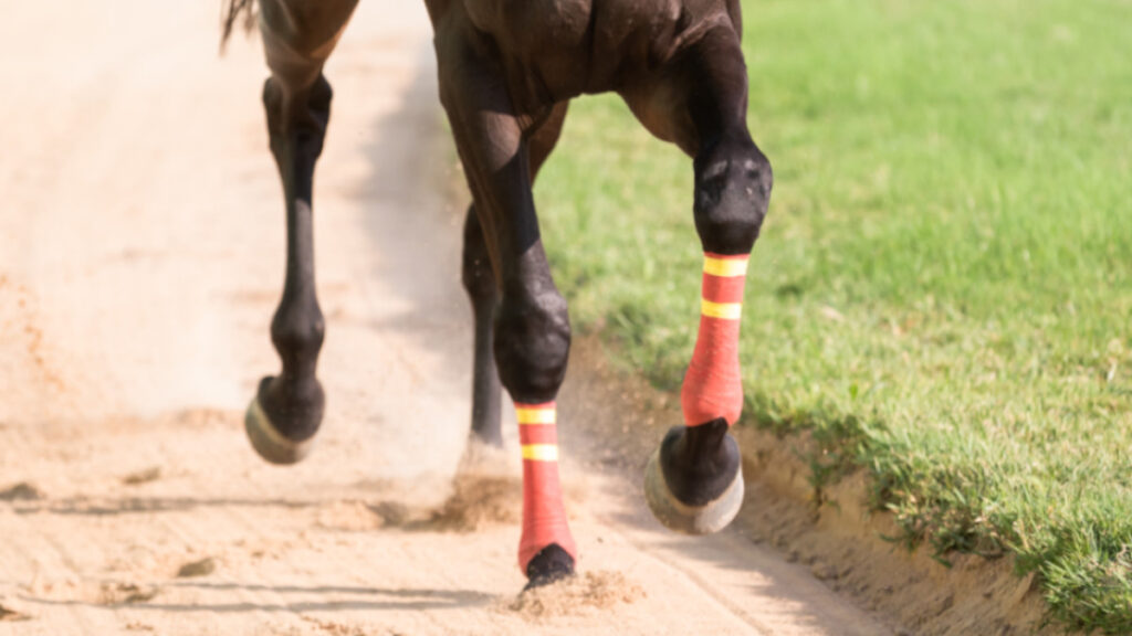 Recupero articolare del cavallo