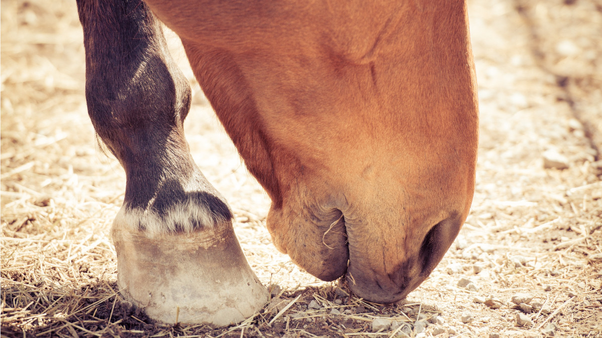 Sabbia nell'intestino del cavallo: come prevenirla