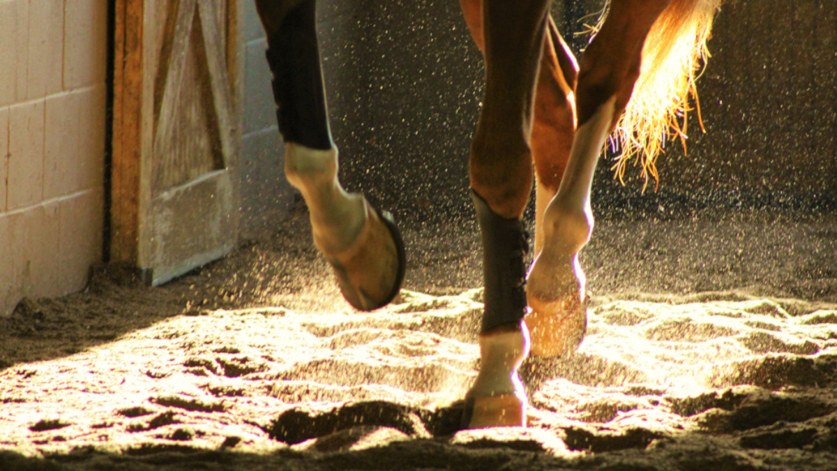 Zoccoli fragili nel cavallo: cause e soluzioni