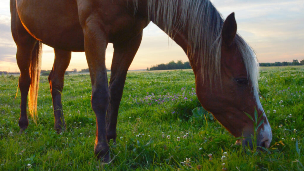 Cavallo che mangia erba al pascolo